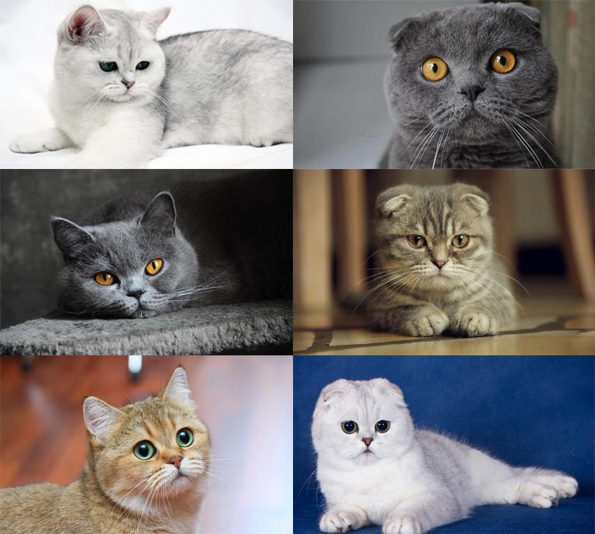 Шотландский кот: описание породы и характер