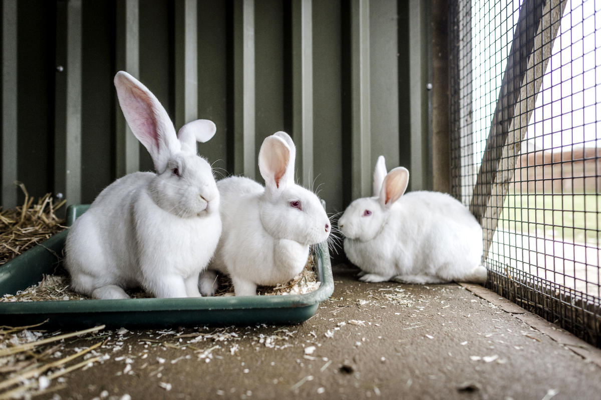 Интересные факты о кроликах и о кролиководстве