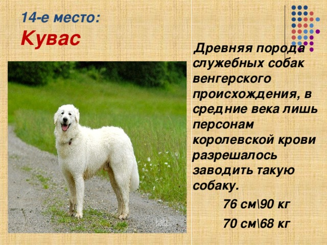 Венгерский кувас (порода собак): описание