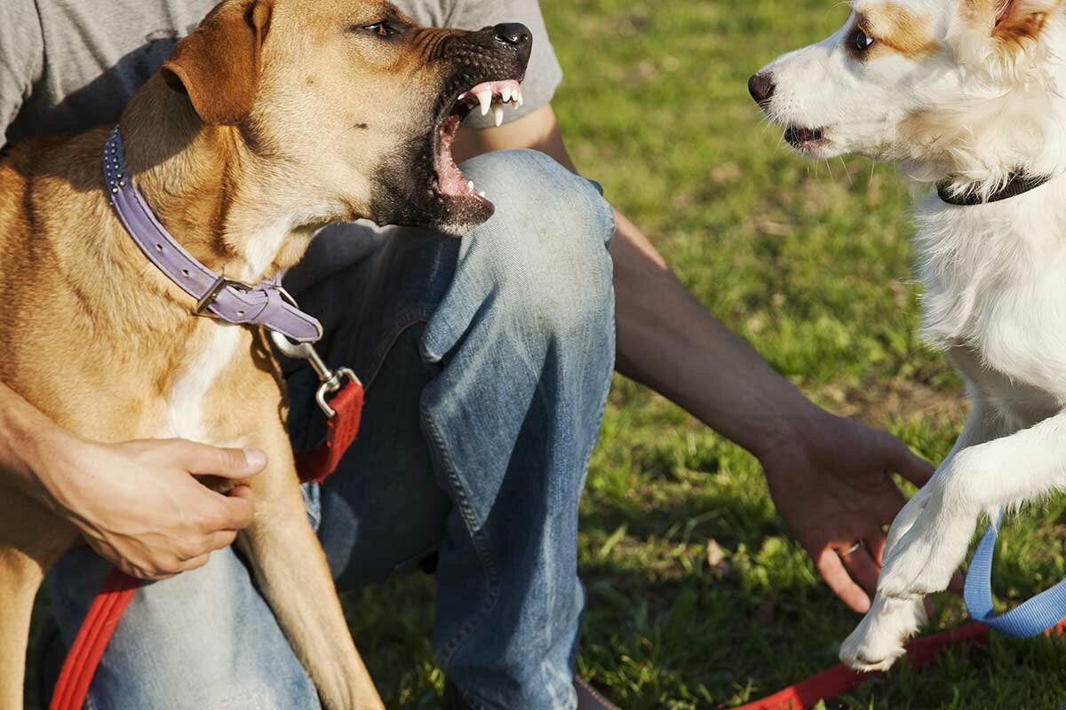 Как отучить собаку лаять на собаку и на всех подряд
