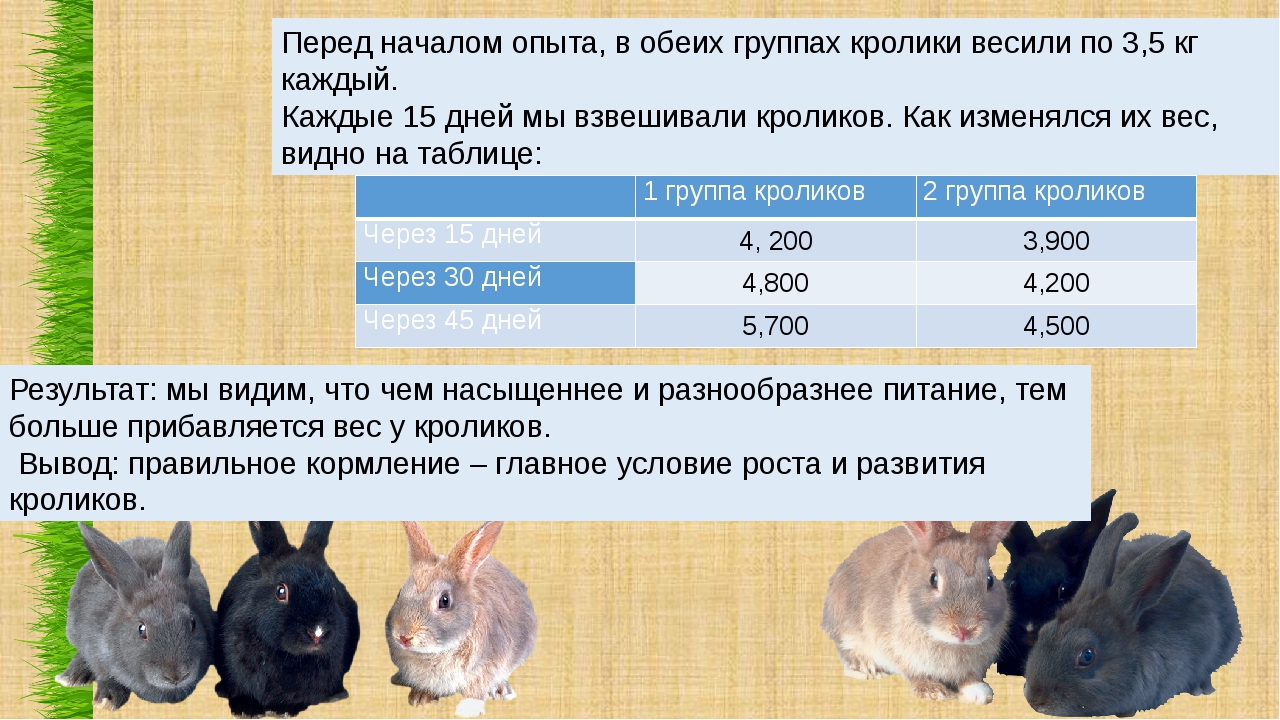 Быстрый рост кролика. Рацион кроликов. Рацион кормления кроликов. Сколько кормить кроликов. Сколько нужно кормить кролика.