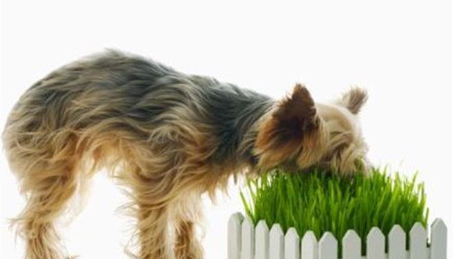 Собака ест траву на улице: какая причина