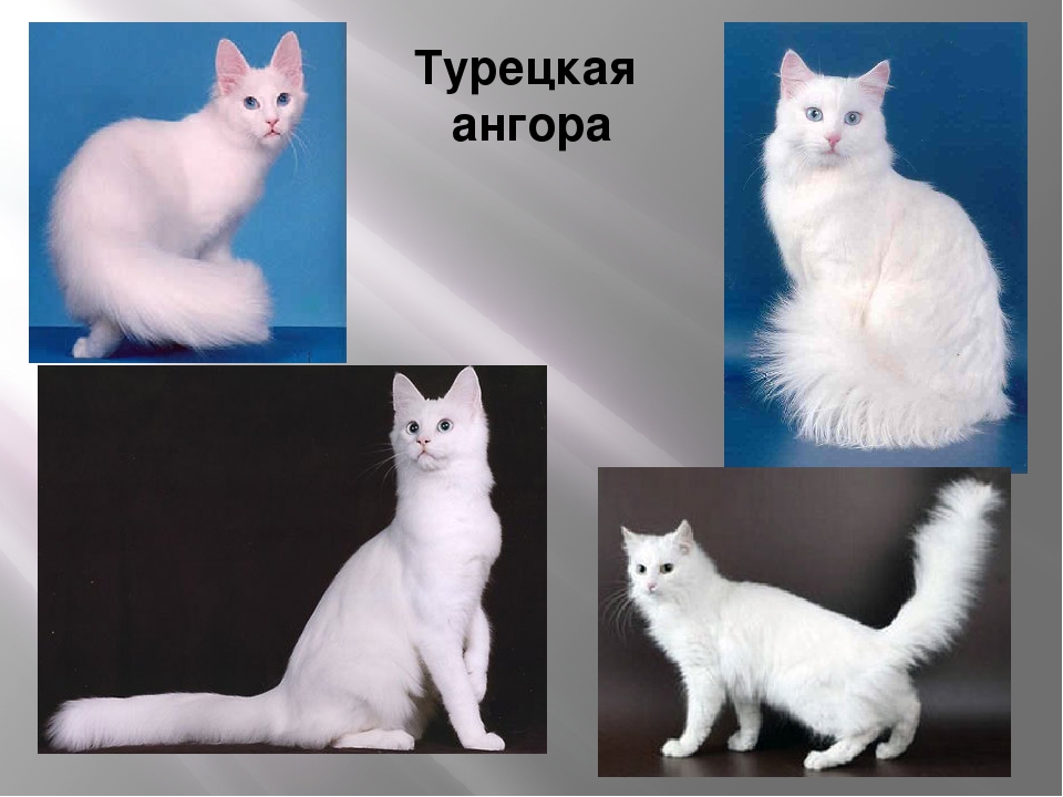 Турецкая ангора (кошка): описание породы и характера