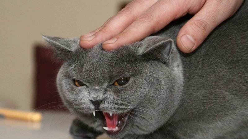 7 условий, которые придется соблюдать, чтобы не раздражать своего кота