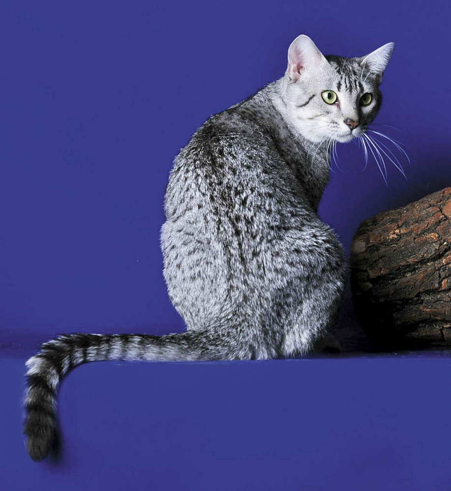 Египетская мау. Египетская МАУ кошка. Порода кошек Египетская МАУ. Египетская МАУ котята. Египетская МАУ дымчатая.