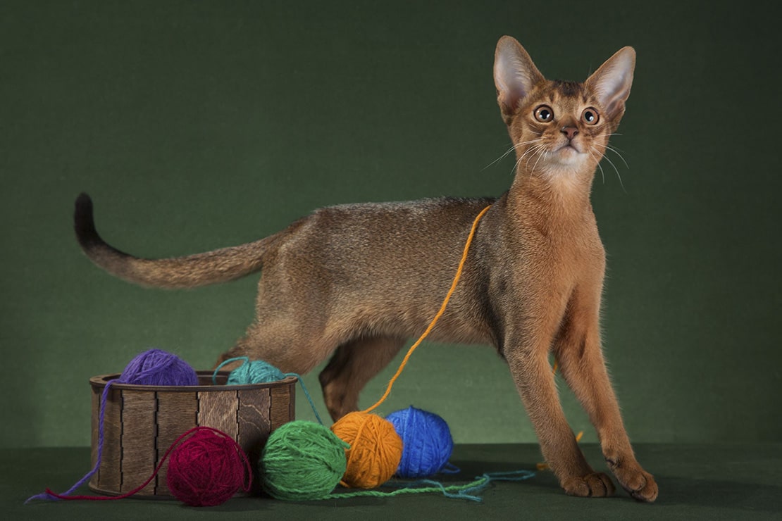 Абиссинская кошка — окрас котов-абиссинцев