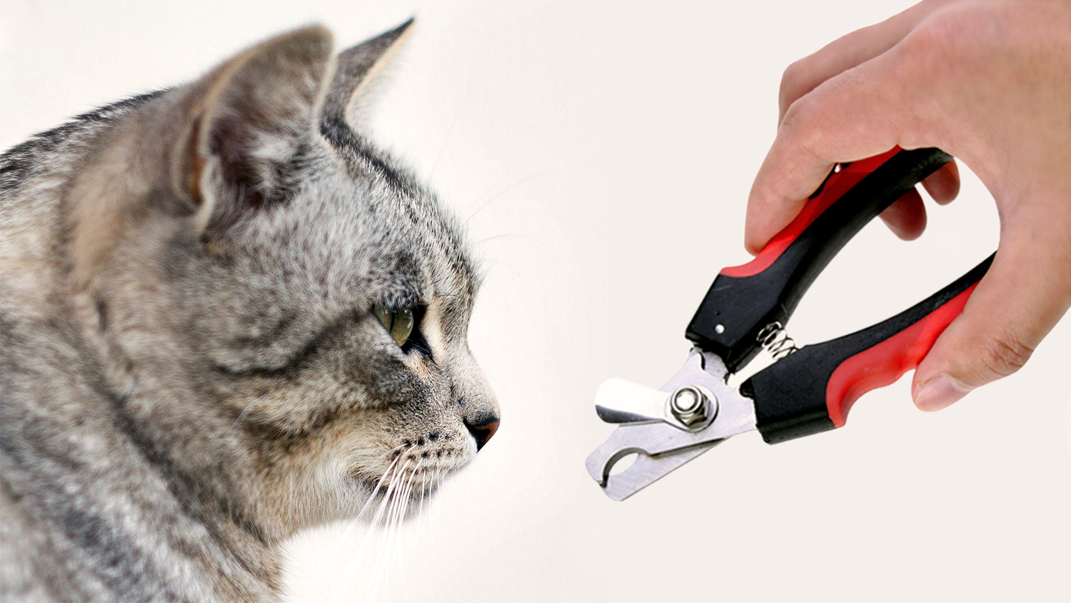 Как подстричь когти коту секатором