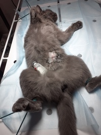 Как ведет себя кошка после стерилизации