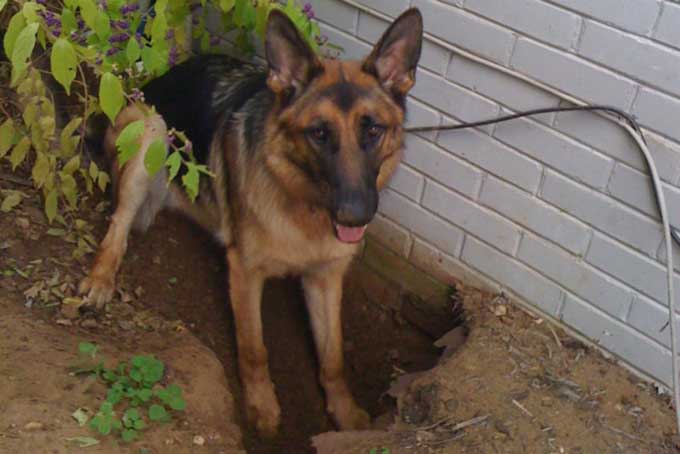 Почему собака роет ямы во дворе: что делать
