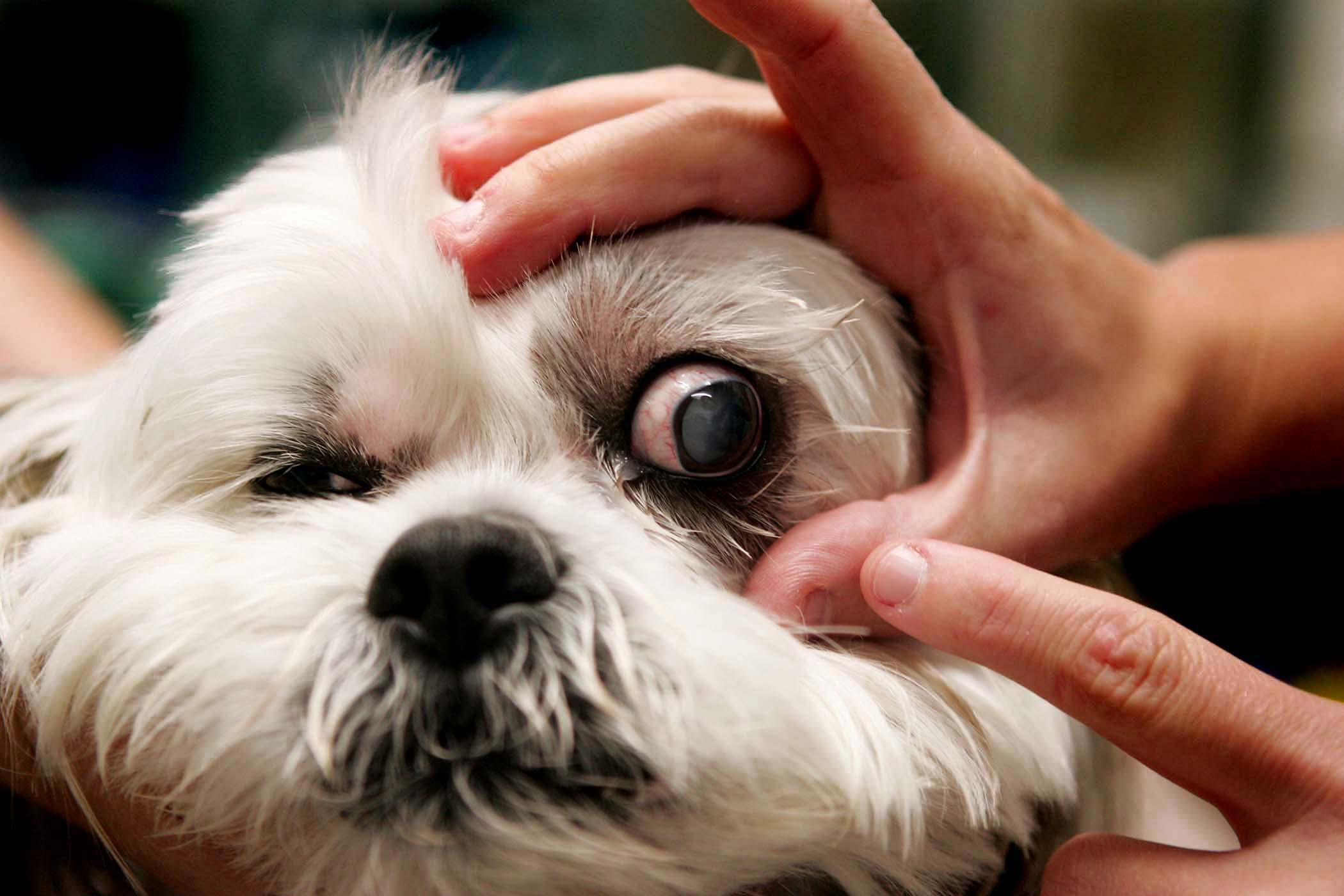 Собака у которой выпадают глаза: обзор пород