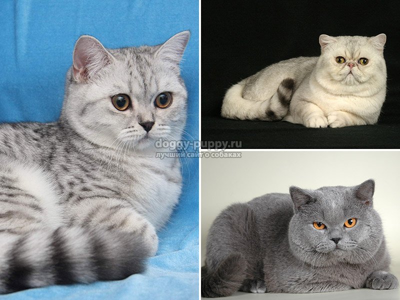 Расцветки британских кошек: мраморная, бежевая, лиловая