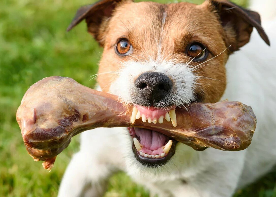 Лучше не злить: Топ-6 пород собак способных перекусить кости