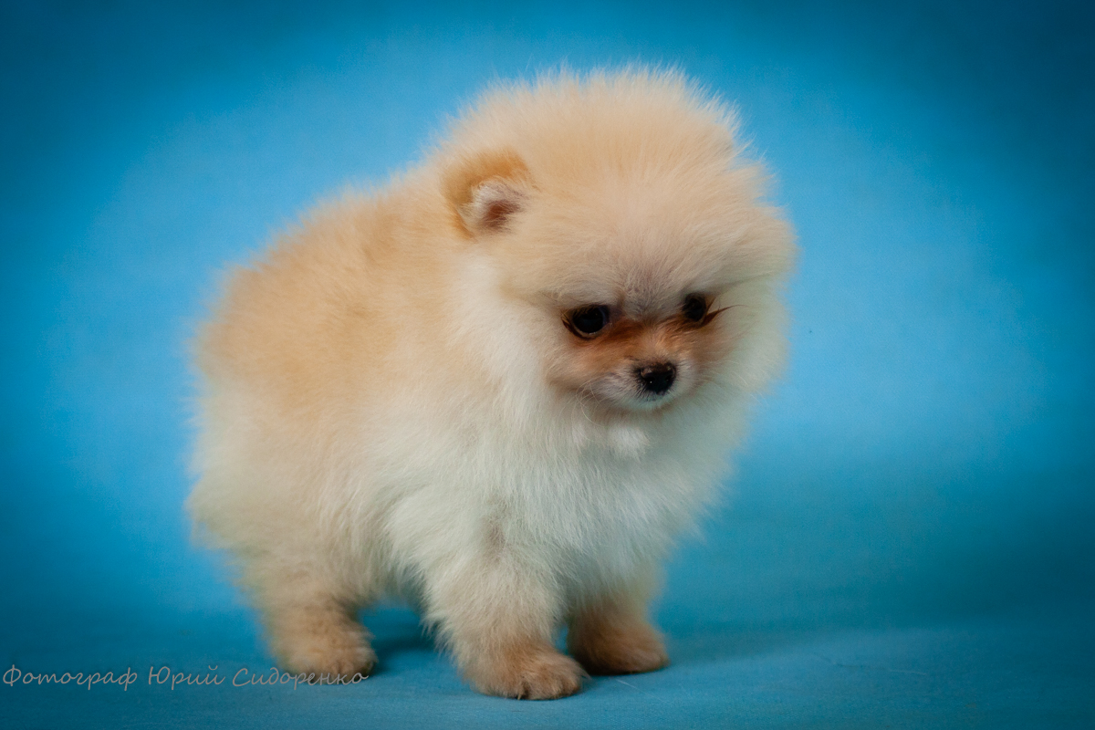Мини шпиц: самые маленькие померанские собаки