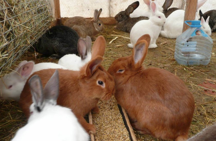 Вольер для кроликов: содержание и разведение для начинающих