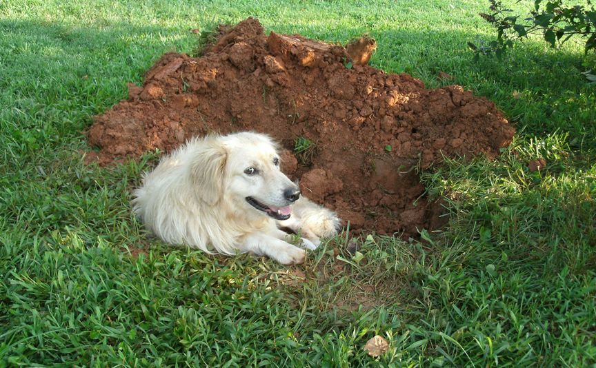 Почему собака ест землю на улице: причина