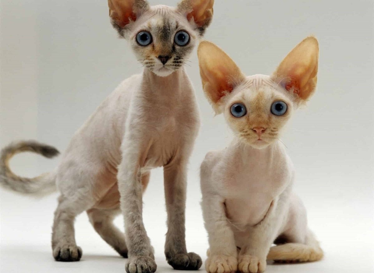 Кудрявые кошки — примеры названий популярных пород