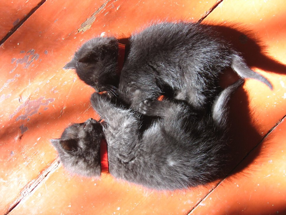 Как назвать черного кота: выбор клички для мальчика и девочки