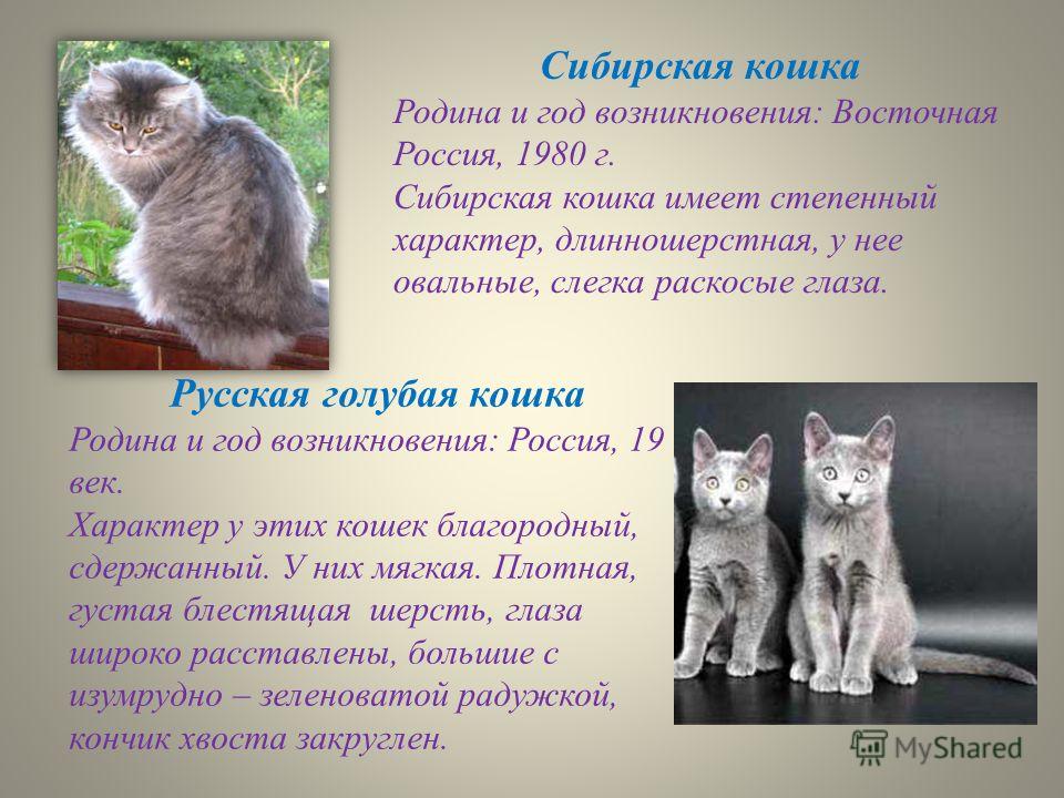 Сибирская голубая кошка: сколько стоит, окрасы, уход