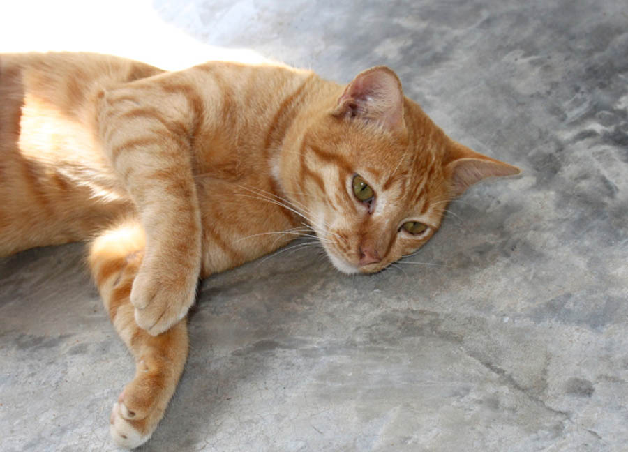 Бразильская короткошерстная кошка (Бразильский короткошерстный кот)