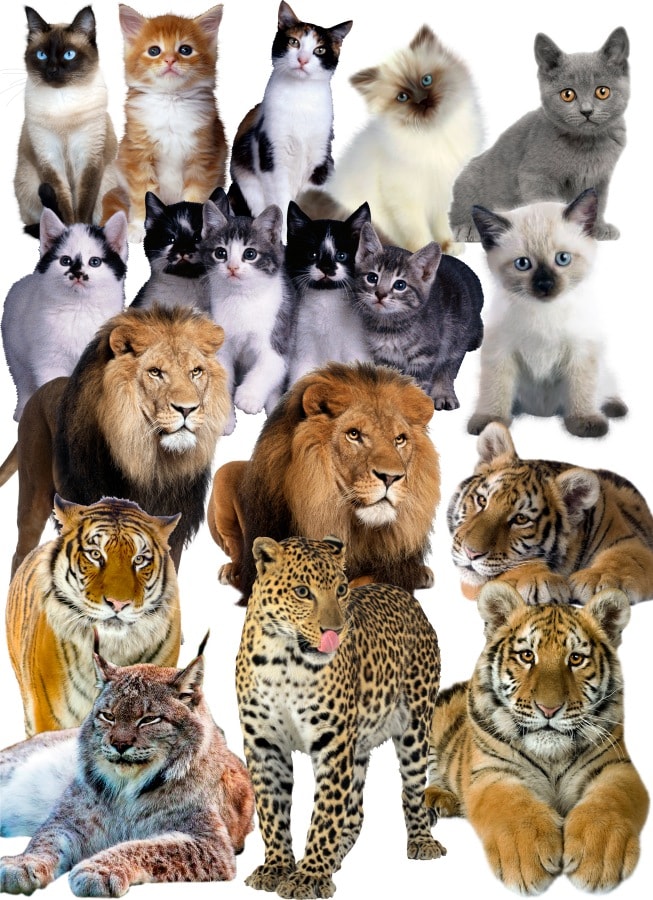 Дикие кошки: разновидности кошачьих в природе