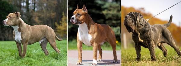 Американский бандог: описание породы собак