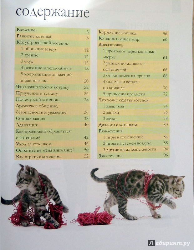 Что нужно для котенка в квартире: список