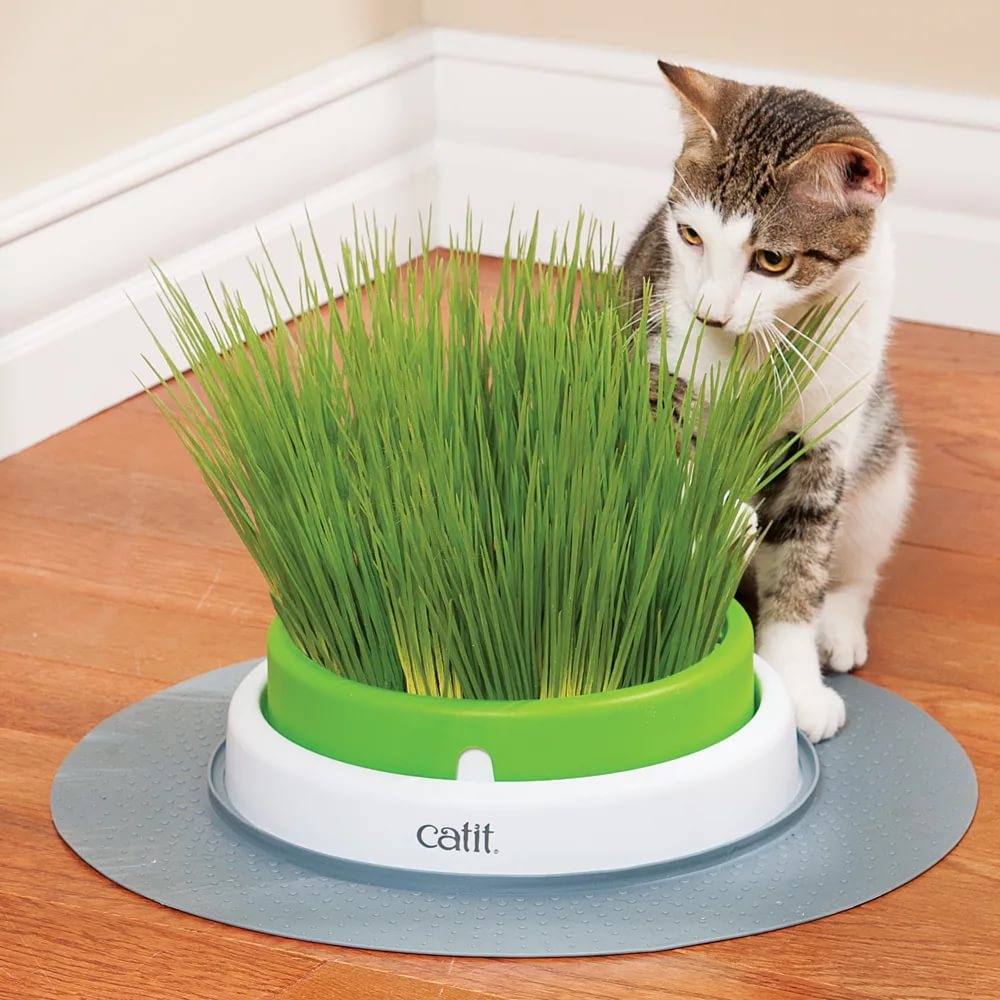 Зачем кошки едят траву и как её вырастить