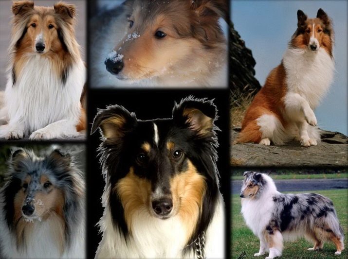 Неизвестные колли: породы собак, о которых вы даже не догадывались