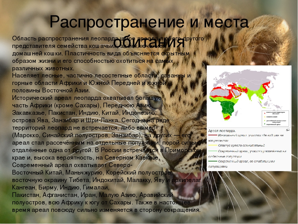 Азиатская леопардовая кошка (АЛК): дикая милаха