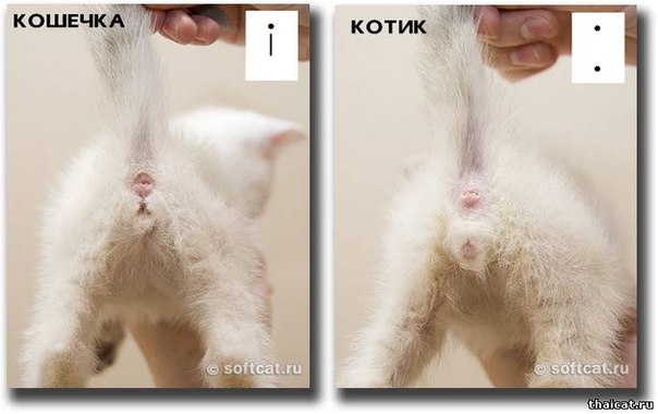 Котик или кошечка: как определить пол котёнка в раннем возрасте