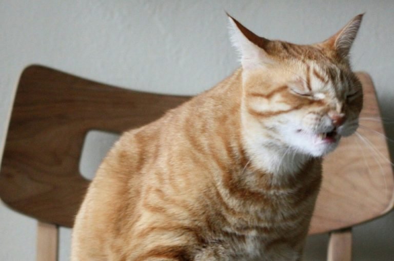Почему кот или кошка чихает