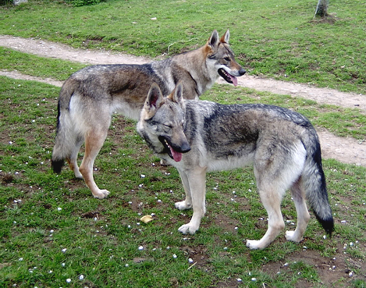 Волчья собака Сарлоса: подробное описание породы