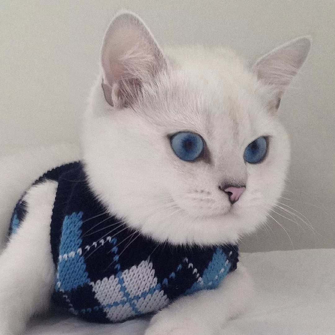 Кот Коби: порода с красивыми голубыми глазами