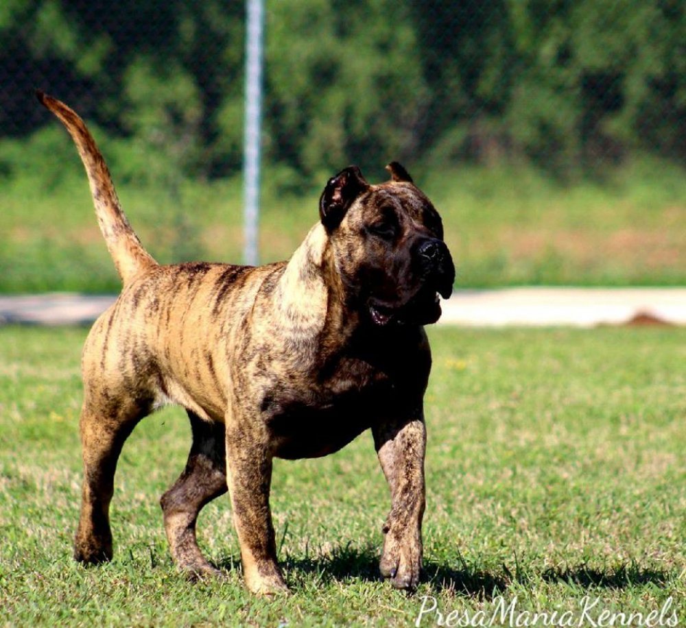 Появившаяся от этого скрещивания порода стала известна как Presa Canario. 