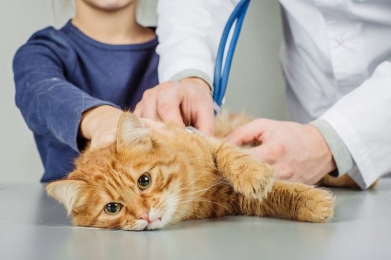 Инсульты у кошек и котят: как лечить патологию