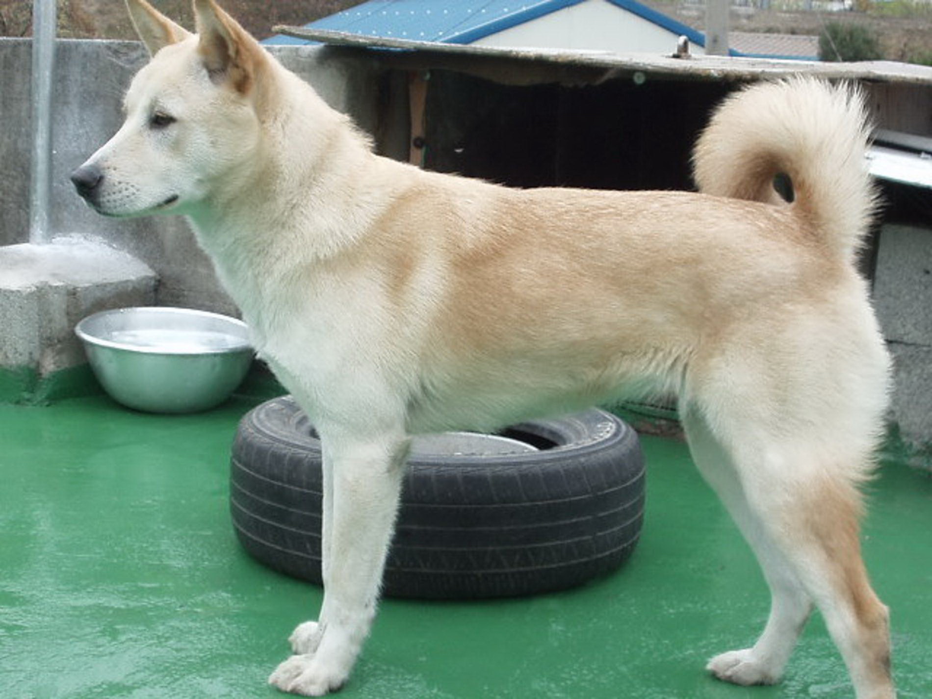Пхунсан: загадочный пёс из Северной Кореи