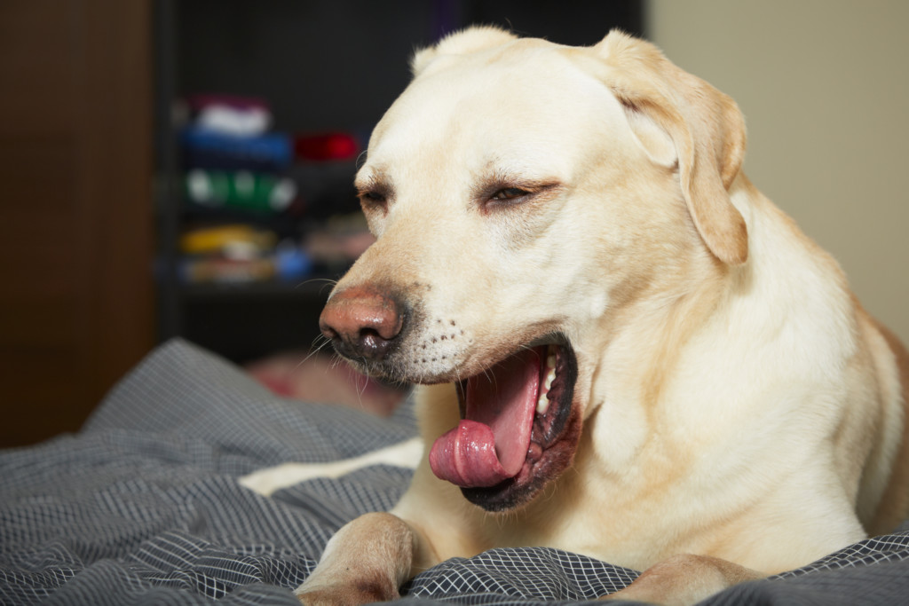 Собака часто дышит и тяжело с открытым ртом высунув язык