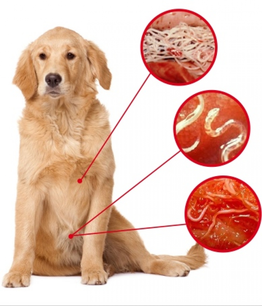 Глисты у собаки: признаки, как понять у мелких пород