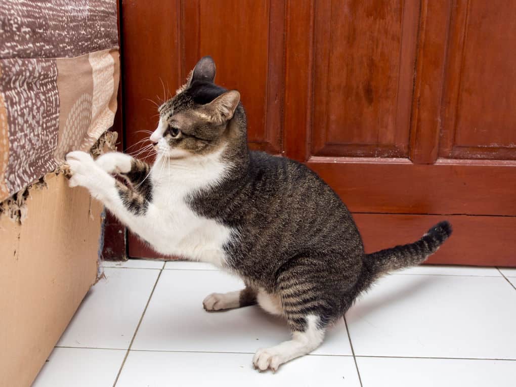 Как отучить кота драть обои и мебель: причины и решение проблемы