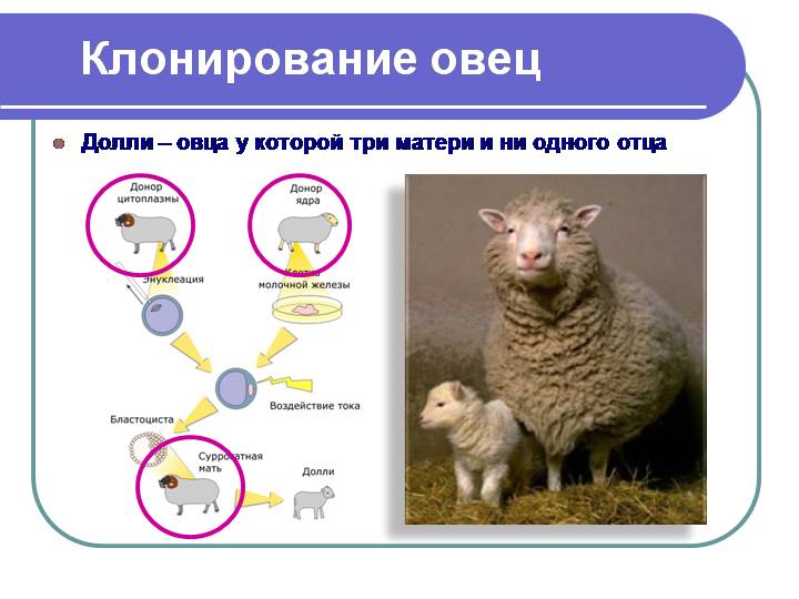 Клонирование домашних животных