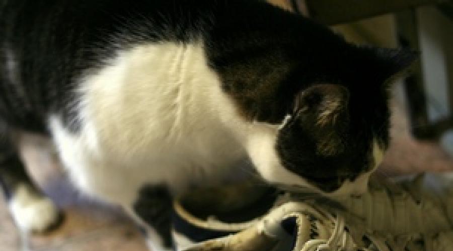 У кота моча пахнет аммиаком: почему воняет