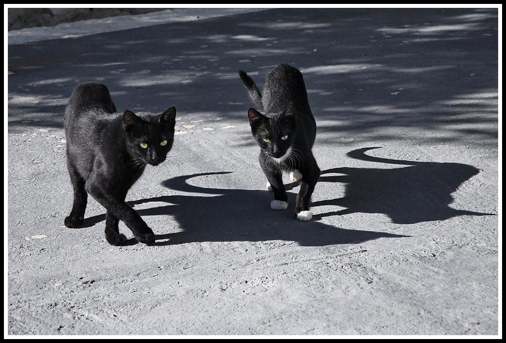 Откуда пошли все суеверия про черных котов и правдивы ли они