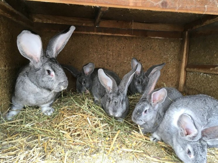 Кролики мясных пород: какие разводить в домашних условиях