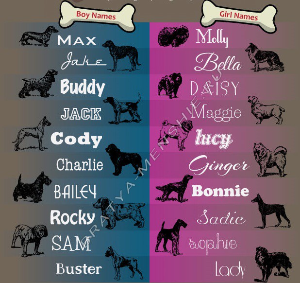 имена собак из тайная жизнь домашних животных