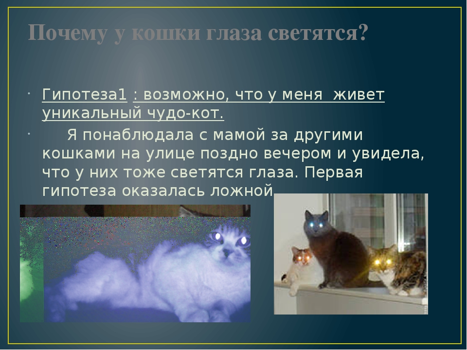 Кошки лечащие людей (фелинотерапия): правда или миф?