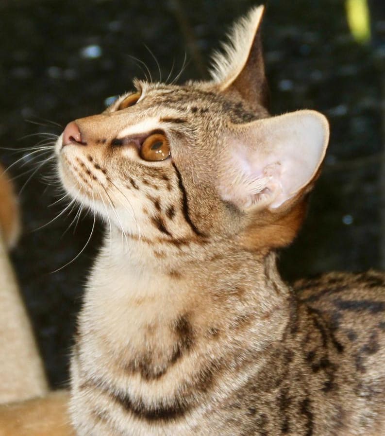 Кошка ашера: эксклюзив или афера