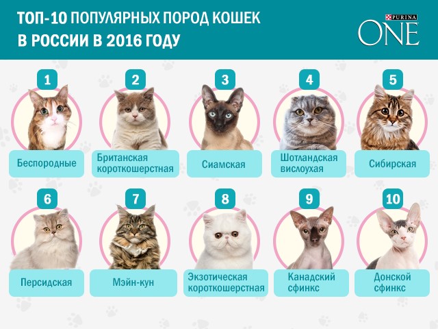 IQ домашнего любимца: самые умные породы кошек