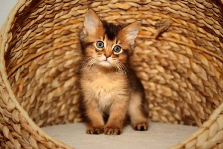 Сомалийская кошка: порода с идеальным характером