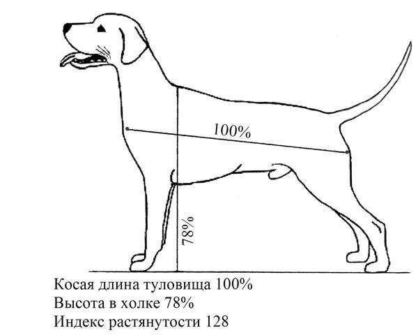 Холка у собаки: где находится и как измерять ее