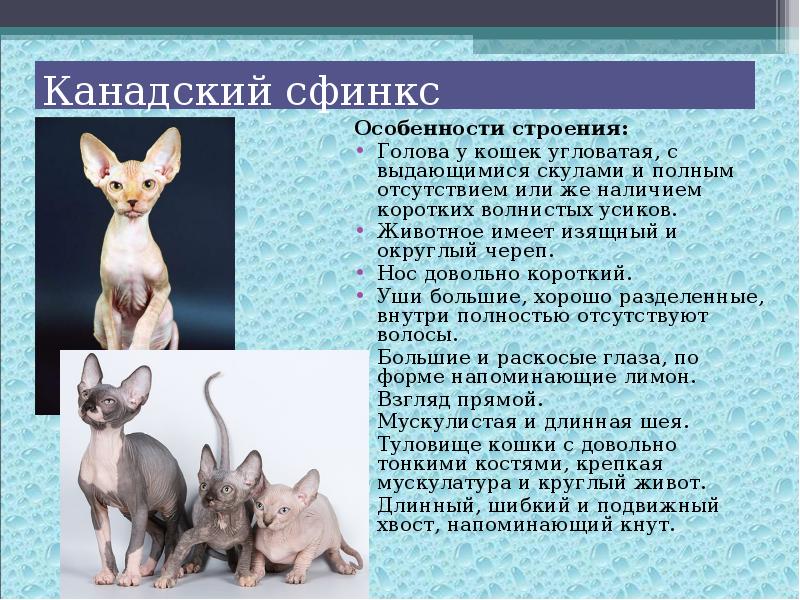 Котики с мышиными ушами: особенности разных пород